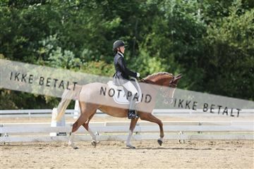 156196_nn_01_IMG_6242.JPG