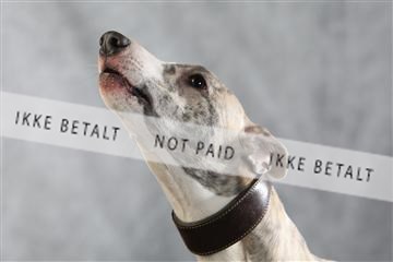 128239_le_kort_ 02_0013.JPG