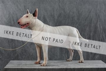 128239_le_kort_ 01_0276.JPG