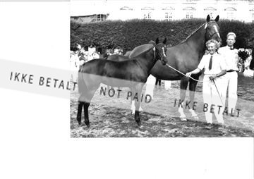 2548-32A?89 Eliteskue.jpg