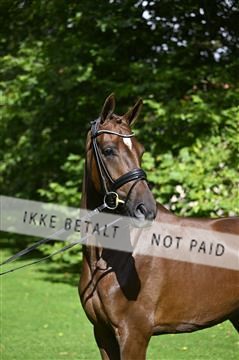 _Z099700.JPG