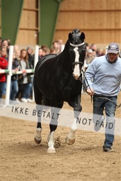 139265_kl_1_8M1Q6265.JPG