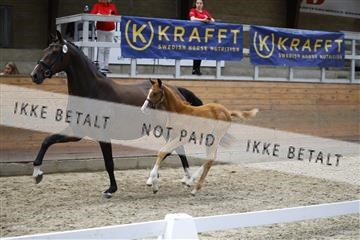 181802_jss_01__6II6665.JPG