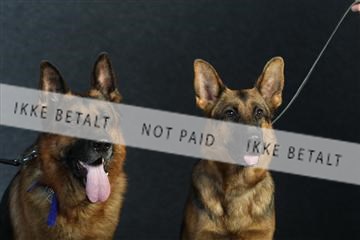 132082_le_ 01_IMG_0922.JPG