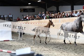 181757_avh_01_7703.JPG