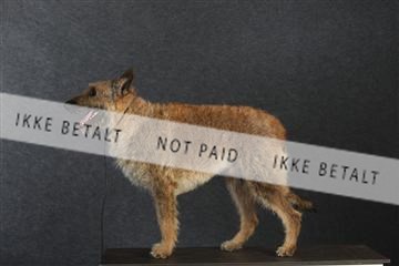 132082_le_ 01_IMG_0900.JPG