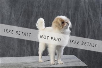 128239_le_kort_ 01_0113.JPG