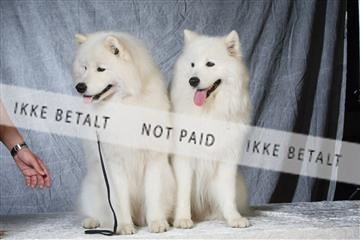 6068_ma_04_IMG_5034.JPG