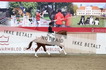 181957_avh_01_3535.JPG