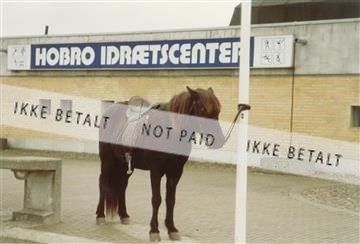 hest ved hobro idrætscenter.jpg