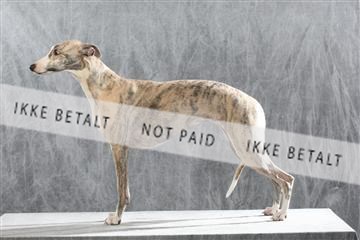 128239_le_kort_ 02_0014.JPG